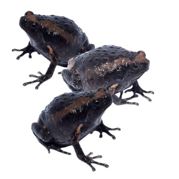 Chubby Frog, CB, Group of 3